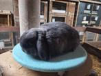 Nederlandse hangoor dwerg kleur donkerblauw marter! NHD, Dieren en Toebehoren, Konijnen, Mannelijk, Dwerg, Hangoor