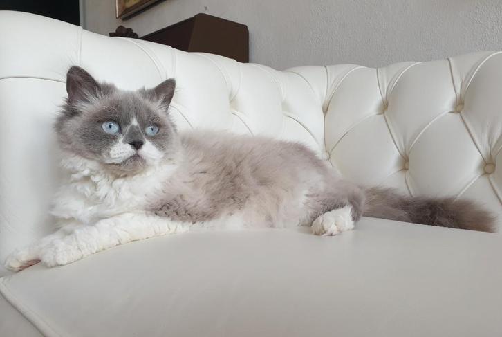 Selkirk rex X Ragdoll poes, Dieren en Toebehoren, Katten en Kittens | Raskatten | Korthaar, Poes, Gechipt, Ontwormd, Ingeënt
