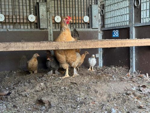 Jonge hennen kuikens kippen kip, Dieren en Toebehoren, Pluimvee, Kip, Meerdere dieren