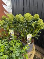 Skimmia, Ophalen of Verzenden, Vaste plant, Overige soorten, Volle zon