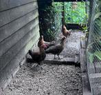 Drentse Patrijs Toom (2 hen 1 haan), Dieren en Toebehoren, Pluimvee, Meerdere dieren, Kip