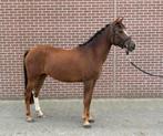 3 jarige All round D-pony NRPS  New Forest, Dieren en Toebehoren, Pony's, Merrie, 3 tot 6 jaar