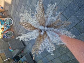 Droogbloemen/pluimen beschikbaar voor biedingen