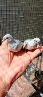 Handtam diamantduiven, Dieren en Toebehoren, Vogels | Parkieten en Papegaaien, Mannelijk, Parkiet
