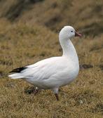 Gevraagd Rossgans vrouw 0-1, Dieren en Toebehoren, Pluimvee, Vrouwelijk, Gans of Zwaan