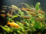 25 knipstaartjes ( Rasbora Trilineata ), Dieren en Toebehoren, Vis, Zoetwatervis, Schoolvis