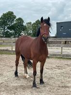 Leuke 3-jarige merrie, Dieren en Toebehoren, Pony's, Niet van toepassing, 3 tot 6 jaar, Merrie, E pony (1.48m - 1.57m)