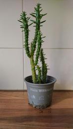 Cylindropuntia Subalata, 25 cm hoog, nieuwe foto's, Ophalen, Vetplant, Minder dan 100 cm