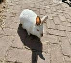 Konijn, Dieren en Toebehoren, Mannelijk, Middelgroot, 0 tot 2 jaar