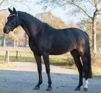 E pony / paard gezocht, Ophalen of Verzenden