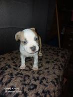 Amerikaanse stafford pups, Dieren en Toebehoren, Overige rassen, 8 tot 15 weken, Meerdere, Meerdere dieren