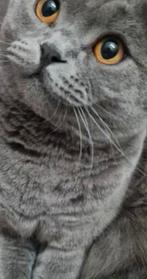 Oppas gezocht!, Boeken, Ophalen of Verzenden, Katten