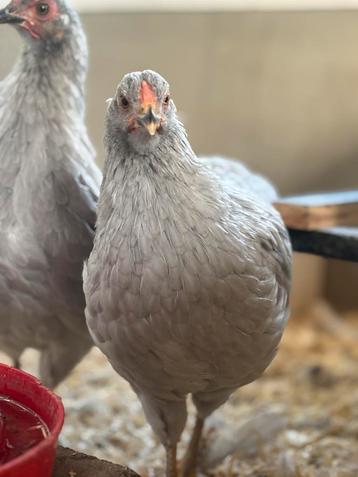 Wyandotte kriel grijs 4 hennen en 1 haan beschikbaar voor biedingen
