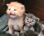 Kittens Maincoon x Ragdol, Gechipt, Meerdere dieren, 0 tot 2 jaar