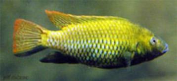 Tilapia guinasana beschikbaar voor biedingen