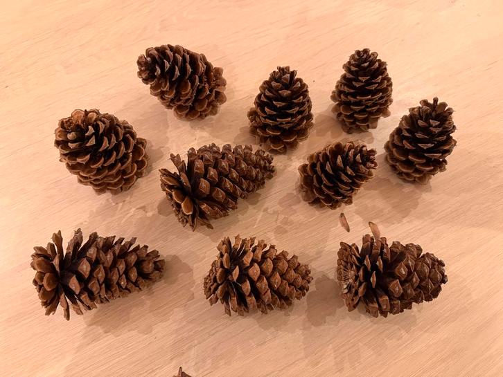 Set van 10 dennenappels, 10-13 cm groot., Diversen, Kerst, Nieuw, Ophalen of Verzenden