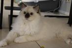 dekkater Ragdoll, cinnamon drager met stamboom, Dieren en Toebehoren, Katten en Kittens | Dekkaters, 0 tot 2 jaar