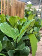 Ficus Lyrata Kamerplant, Huis en Inrichting, Ophalen, Ficus, Halfschaduw, In pot