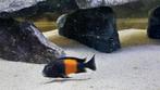Tropheus Black Pemba (Tanganyika), Vis