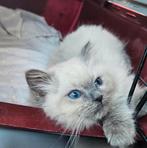 4 ragdoll kittens blue points, Dieren en Toebehoren, Katten en Kittens | Raskatten | Korthaar, Meerdere dieren