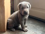 Labrador pups Charcoal en Lilac silver (zilver), Dieren en Toebehoren, Honden | Retrievers, Spaniëls en Waterhonden, CDV (hondenziekte)