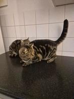 2 zusjes opzoek na nieuwe baasje, Dieren en Toebehoren, Katten en Kittens | Raskatten | Korthaar, Meerdere dieren, Ontwormd, 3 tot 5 jaar
