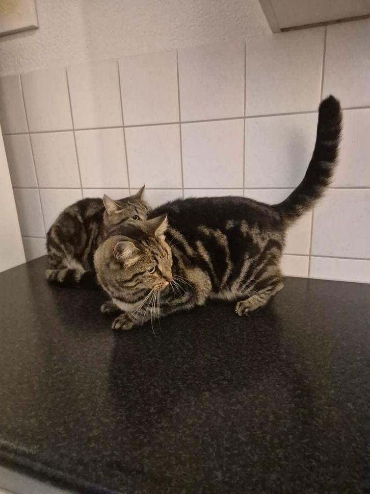 2 zusjes opzoek na nieuwe baasje, Dieren en Toebehoren, Katten en Kittens | Raskatten | Korthaar, Meerdere dieren, 3 tot 5 jaar