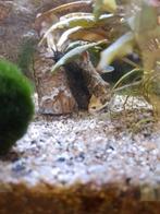 Borstelneus meerval, Vis