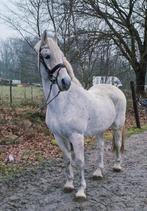 14 jarige ruin buitenrit/recreatie manege, Dieren en Toebehoren, Pony's, Ruin, 11 jaar of ouder, Recreatiepony, Gechipt