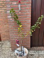 Verschillende soorten fruitbomen, Ophalen, Overige soorten