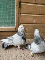 Kroppers ( Jienennese, Dieren en Toebehoren, Vogels | Duiven, Meerdere dieren