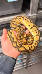 1.0 Orange dream clown ball python, Slang, 0 tot 2 jaar