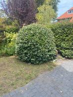 Olijfwilg / Elaeagnus ebbingei - Mooie Struik, Tuin en Terras, Ophalen, Overige soorten, Struik, 100 tot 250 cm