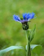 Korenbloem zaadjes - Centaurea Montana, Ophalen of Verzenden, Voorjaar, Volle zon, Zaad