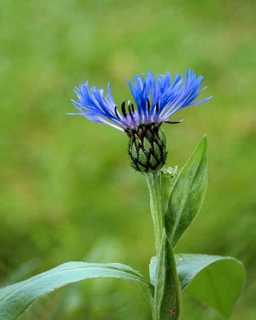 Korenbloem zaadjes - Centaurea Montana, Tuin en Terras, Bloembollen en Zaden, Zaad, Voorjaar, Volle zon, Ophalen of Verzenden