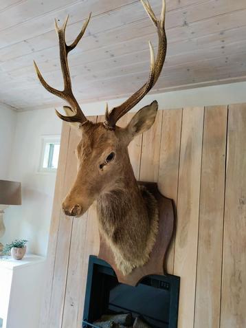 Opgezette Hertenkop groot gewei- Prachtige Decoratie beschikbaar voor biedingen