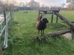 Ram Ouessant, Dieren en Toebehoren, Schapen, Geiten en Varkens, Mannelijk, Schaap
