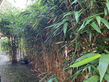 Bamboe - Vaste plant voor uw tuin! beschikbaar voor biedingen