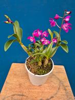 Orchidee Dendrobium Kingeanum p12 (9), Ophalen of Verzenden, Halfschaduw, Minder dan 100 cm