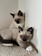 Ragdoll kittens, Dieren en Toebehoren, Kater, Ontwormd