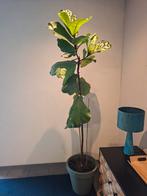 Ficus Lyrata groot plant incl. pot., Huis en Inrichting, Kamerplanten, Ophalen, Ficus, Halfschaduw