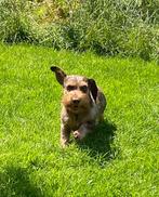 Knappe kaninchen teckel dekreu, Dieren en Toebehoren, Rabiës (hondsdolheid), Reu, Eén hond, 3 tot 5 jaar