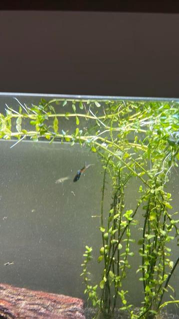 +/- 12 guppies beschikbaar voor biedingen
