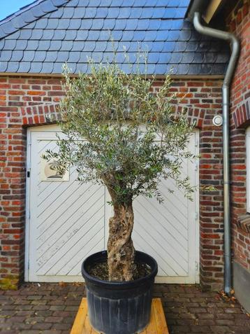 AANBIEDING: OUDE DIKKE OLIJFBOMEN  beschikbaar voor biedingen
