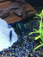 Blauwe garnalen - halfwas neocaridina, Kreeft, Krab of Garnaal, Zoetwatervis