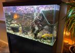 Uniek aquarium met schildpaddeneiland 70 hoog en 35 diep!, Dieren en Toebehoren, Ophalen, Gebruikt, Gevuld zoetwateraquarium