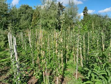 Diverse Fruit- en notenbomen! beschikbaar voor biedingen