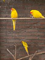 Kakariki, Dieren en Toebehoren, Vogels | Parkieten en Papegaaien, Meerdere dieren, Parkiet, Geringd