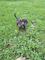 Mooie kruising jack russel/teckel, Dieren en Toebehoren, Reu, Meerdere, Klein, Nederland
