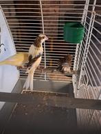 Te koop jonge kanaries  harlekijn kanarie, Dieren en Toebehoren, Tropenvogel